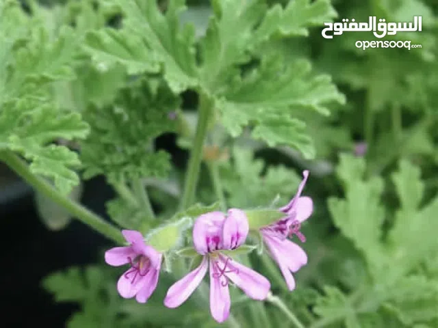 عطر مزرعة باللتر وبالكيلو ورق