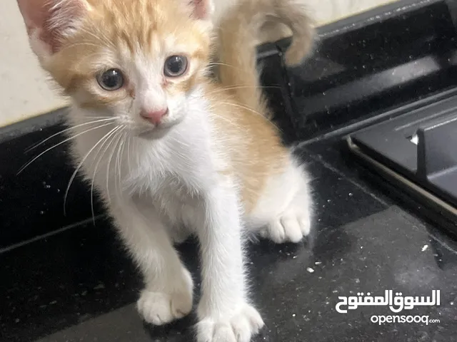 kitten foe adoption قطط لتبني