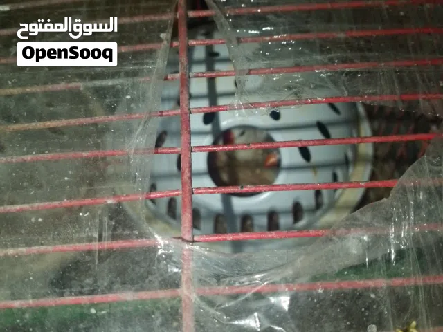 طيور فنجز للبيع