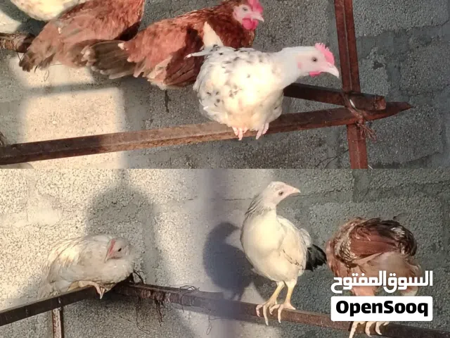 ح بيع دجاج عمانية تربية البيت واكل نظيف