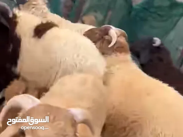 خرفان بلدي صلاة النبي أوزان أربعينات كل عام وأنتم بخير