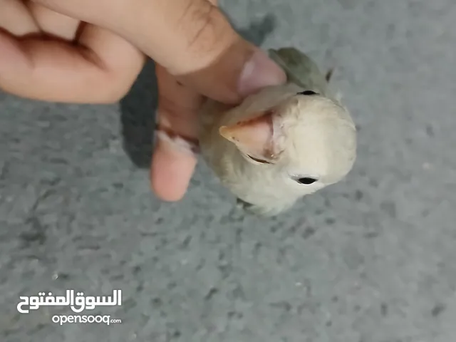 عصفور بركديلو ربي يبارك