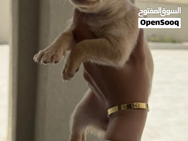 شيواوا للبيع للجادين فقط     Serious buyers only