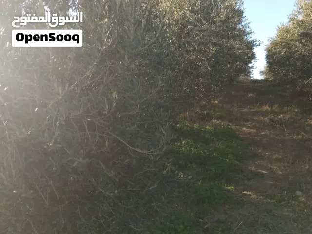 160 هكتار للبيع في ولاية  باجه