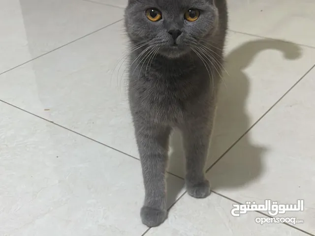 3 قطط الام بريتش سكوت شورت هير بيور ماخذه كامل المطاعيم وابنان واحد همالايا والثاني سكوتش مو بيور