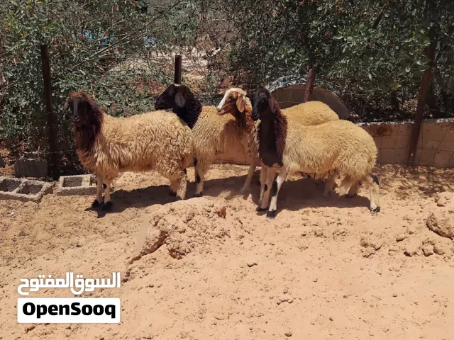 بسم الله  توكلنا على الله  4 بركوسات خاليات من العيوب ميزان ماشاء الله أعمارهم حوالي 7شهور
