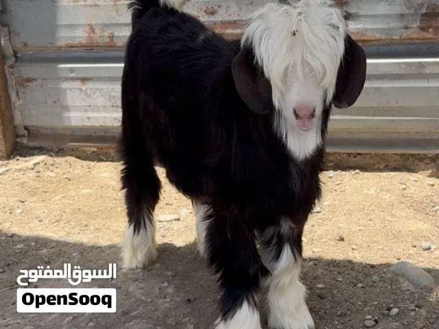 جدي من حلال الرحوب معرف