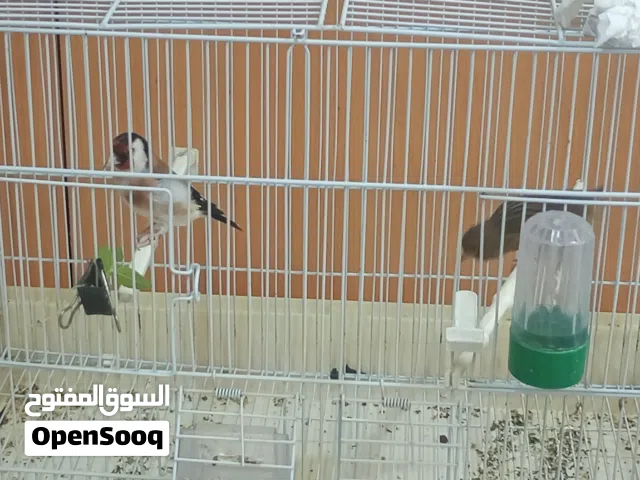 جوز ذكر حسون اوربي من طفرات وانثا كنار لانتاج النغل الاوربي