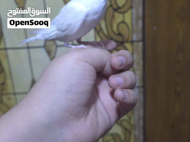 طير حب اليف هو والقفص سعر 15 فحل