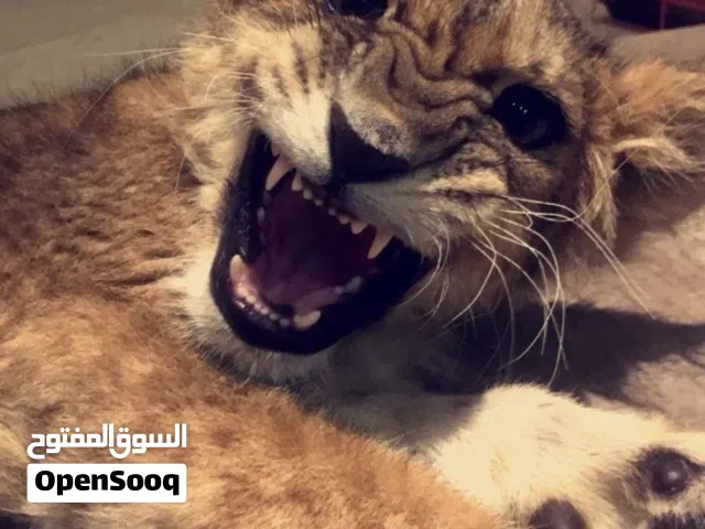 مطلوب بركه حمام للبيع جمله