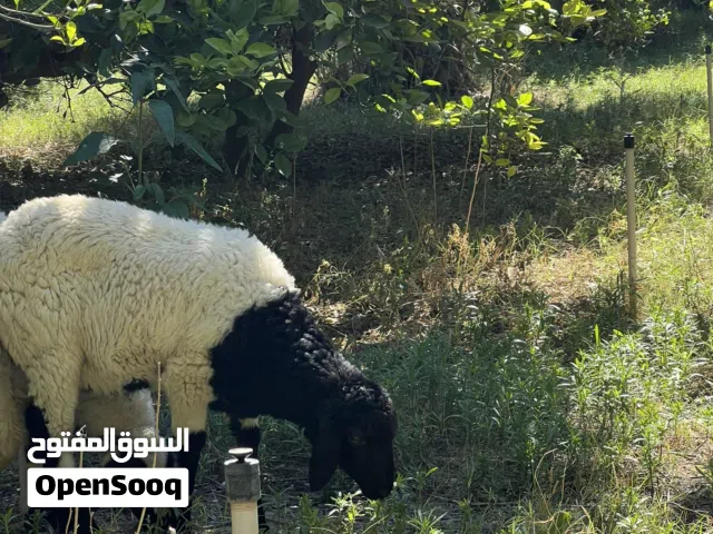 بيع افطيم ربي بارك