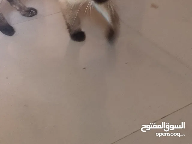 chat mâle à vendre 120d