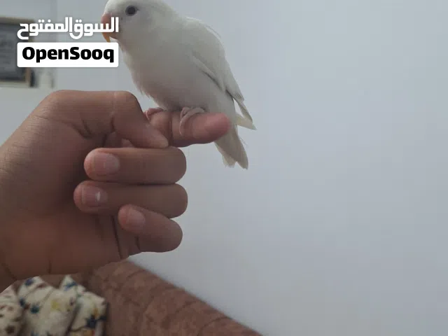 عصفور روز البينو مروض
