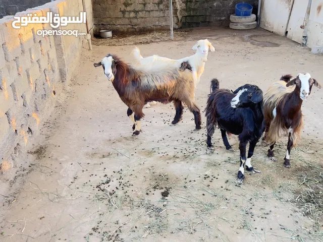غنم عمانيات للبيع )