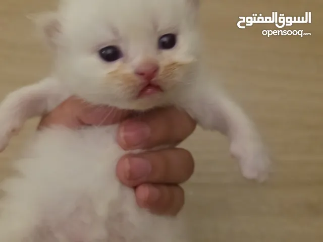 قطط شيرازيه العمر 3 شهور