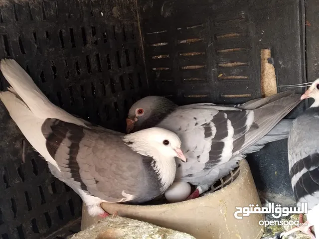حمام زواجل للبيع نظيفات وحلوات نثية وفحل السعر 15