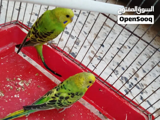 كوبيه بقلينو