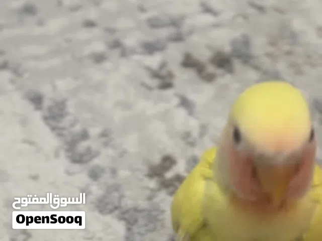 فرخ روز اليف