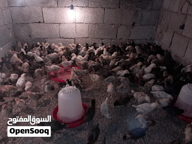 لسلام عليكم ورحمة الله وبركاته     كتكوت فيومي و عربي مخلط لاقوة إلا بالله