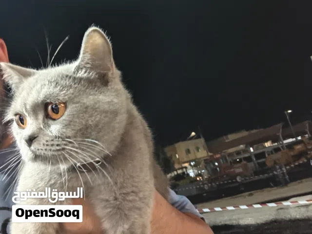 سكوتش للبيع