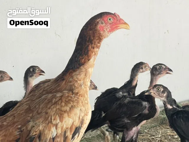 دجاج باكستاني  نسل قوي