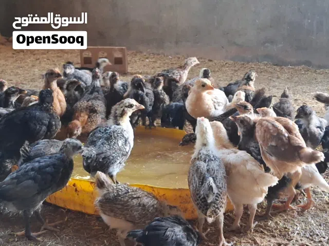 فلاليس عريي ربي يبارك