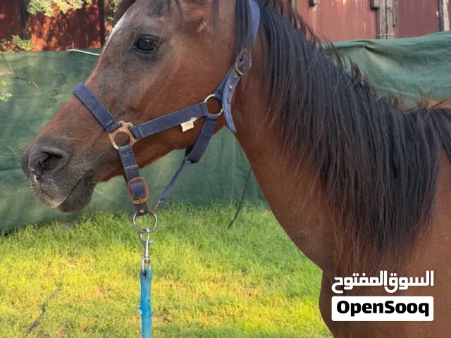 فرس عربيه للبيع