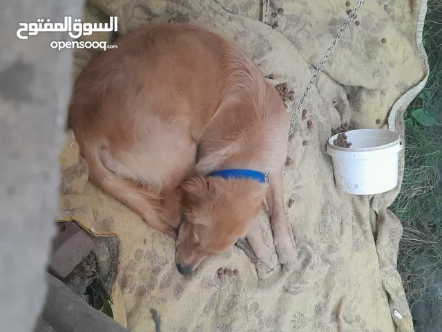 الاسكندريه المعموره الشاطئ السعر 3000 جنيه