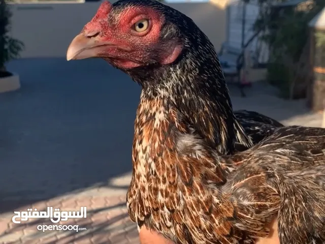 للبيع دجاجه بنجابيه قصيره ب 7 من الاخر
