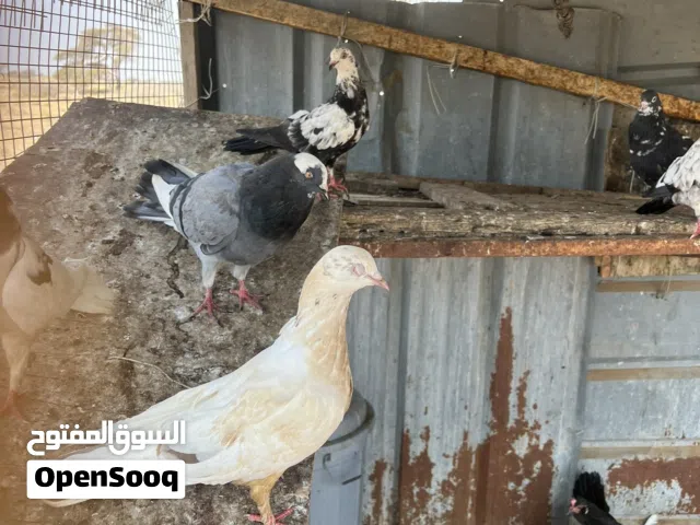 حمام لبيع ..