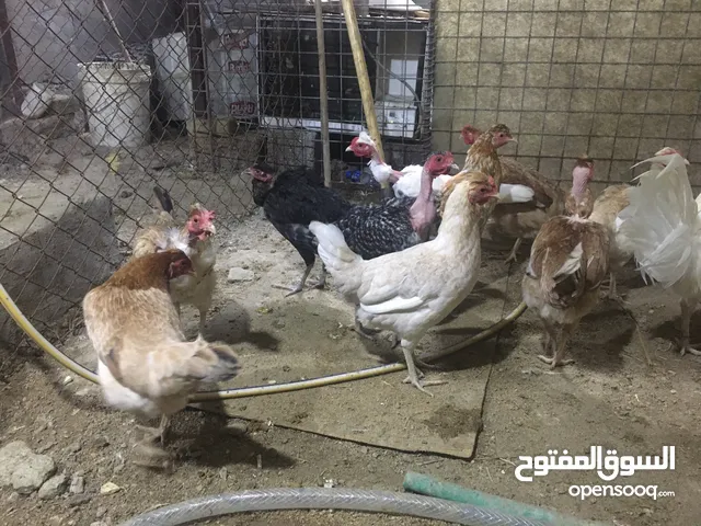 متاح دجاج عرب وابو ركيبة اقره الوصف قبل ‏୪ تراسل