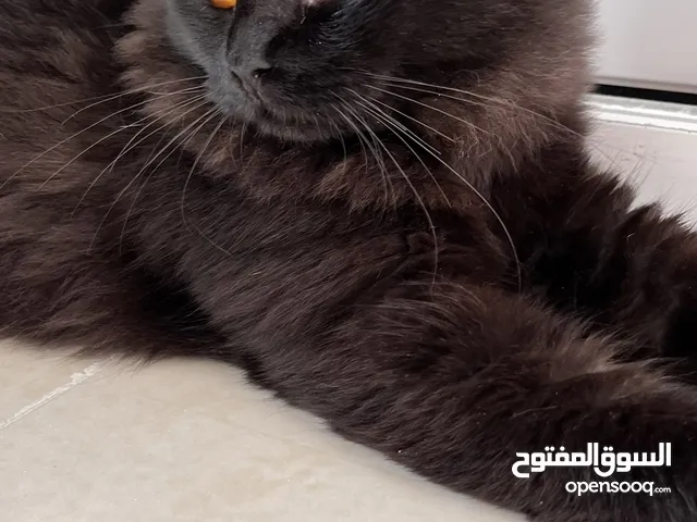 قطه شيرازي
