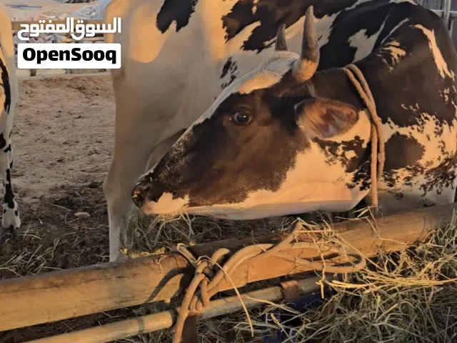 عجل وبقره باكستاني