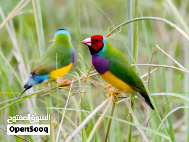 مطلوب عصفور جولديان فينش أنثى عمرها صغير أو متوسط