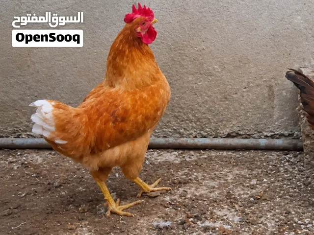 ديوك لوهمان للبيع عمر 6اشهر الاردن