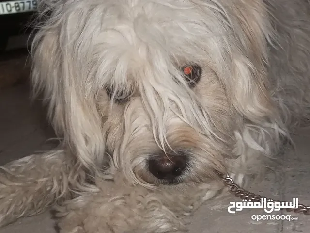كلب مالتيز