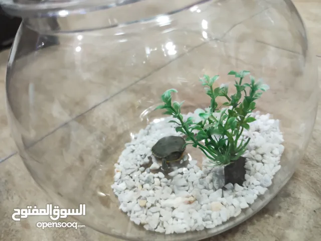 سلاحف برمائيه مجهزه بالكامل جزيره واعشاب واحجار زينه