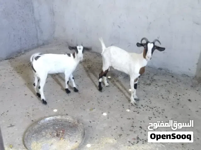 ماعز قطريه وراه نثيه وحامل