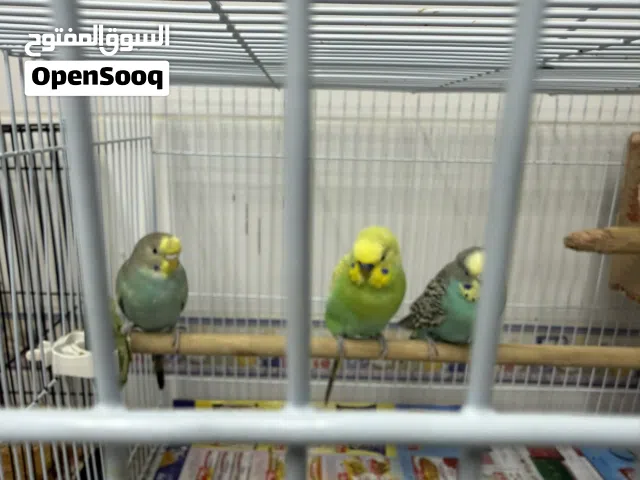 ببغاء صن كنيور + البادجي + كوكتيل لوتينو