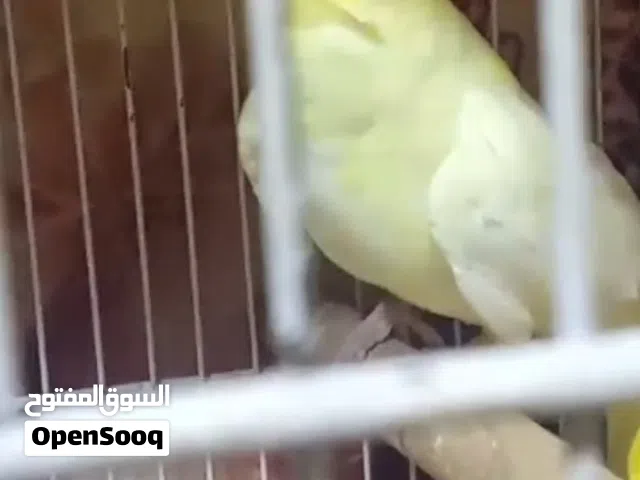 كوكتيل لاتينو أصفر فحل ايه من الجمال عمر 9اشهر