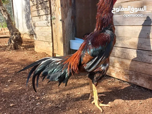 للبيع ديك وفرختين باكستاني
