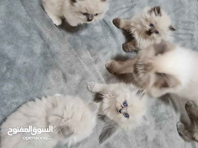 قطط هيمالايا بيور