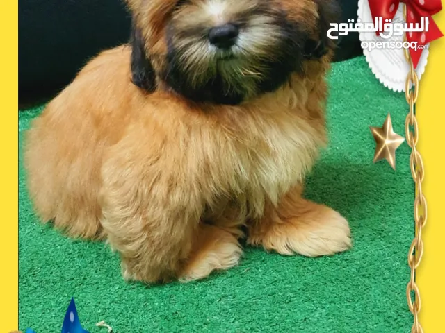 بنوته شيتزو shih tzu بيورر