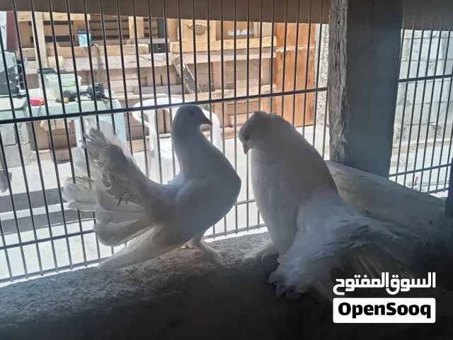 مطلوب حمام زينه