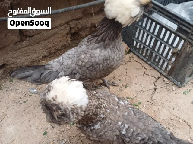 دجاج بالوني  تووه جهز للبياض عمرهن 6 اشهر