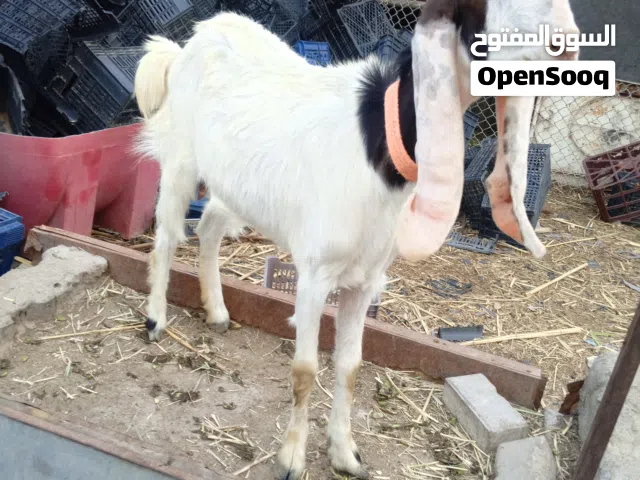 سلام عليكم صخله شاميه حلةه نضيفه مالت بيت وراه نثيه صحه ونضافه... شراي يخابر
