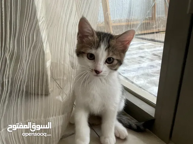 للتبني قطط صغيرة