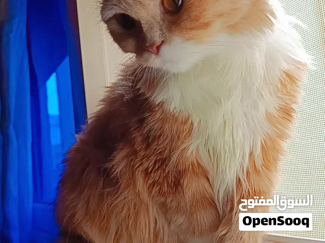 أنثى سكوتش فولد
