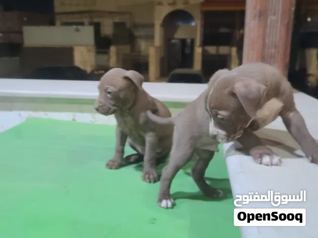 كلاب بتبول عمر 47 يوم عدد 6 ذكور واناثي. لون بني