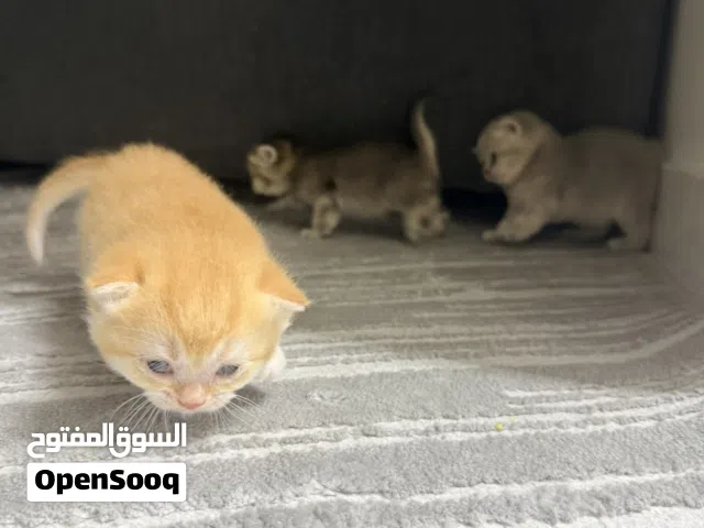 Cat for sell 1500